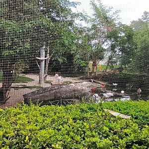 South american Wetlands Aviary