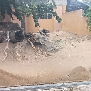 Black tailed prairie Dog Enclosure