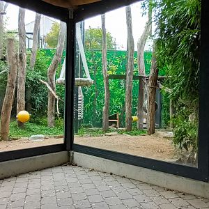 Radiated Tortoise, Ring tailed and Crowned Lemur outdoor Enclosure
