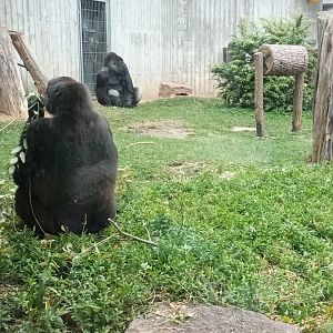 Western lowland Gorillas