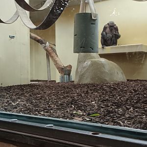 Great Ape House: example of Chimpanzee indoor Enclosure