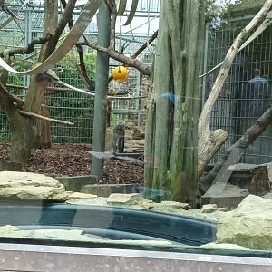 Example of White naped Mangabey outdoor Enclosure