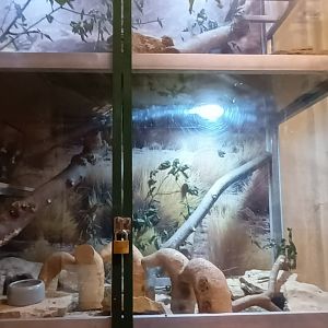 Monkey House: Degu Enclosure
