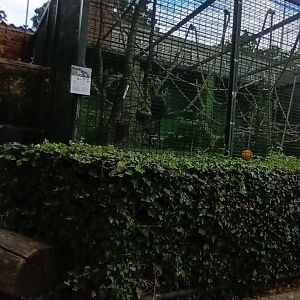 Roloway Monkey outdoor Enclosure