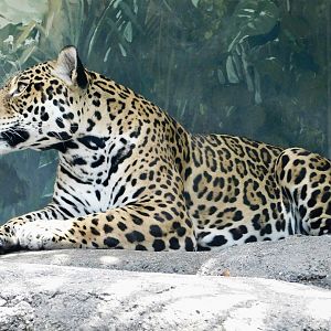 Jaguar (Panthera onca) August 8, 2025