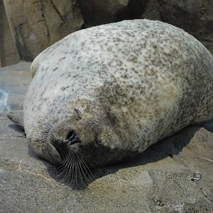 Spotted seal (Phoca largha) August 4, 2025