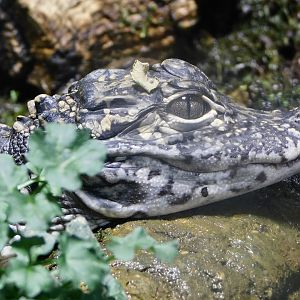 Juvenile Chinese Alligator (Alligator sinensis) August 2, 2025