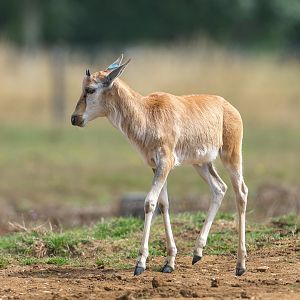 Blesbok calf, ZSL Whipsnade, UK