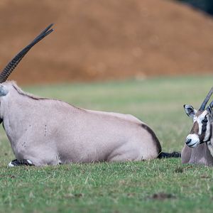 Gemsbok and calf, ZSL Whipsnade, UK