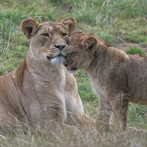 African Lions, ZSL Whipsnade, UK
