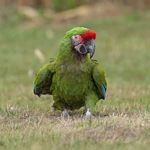 Military Macaw, ZSL Whipsnade, UK