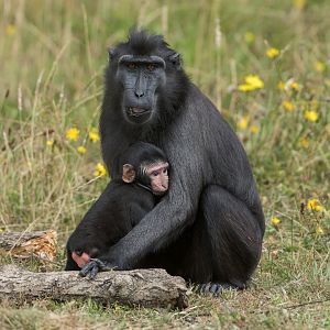 Sulawesi Macaque, ZSL Whipsnade, UK