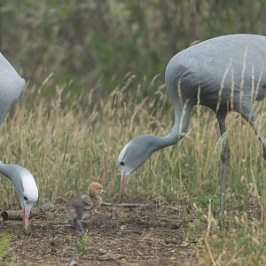 Blue Cranes and chick, ZSL Whipsnade, UK