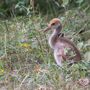 Red Crowned crane chick, ZSL Whipsnade, UK