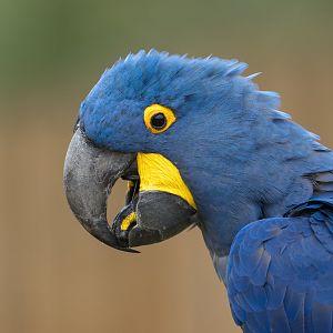 Hyacinth Macaw, ZSL Whipsnade, UK