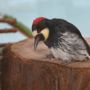 Acorn woodpecker (Melanerpes formicivorus)
