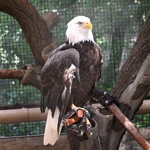 Bald eagle (Haliaeetus leucocephalus)