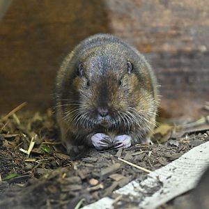 Botta's pocket gopher (Thomomys bottae)
