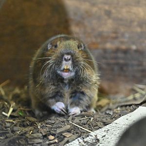 Botta's pocket gopher (Thomomys bottae)