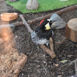 Acorn woodpecker (Melanerpes formicivorus)