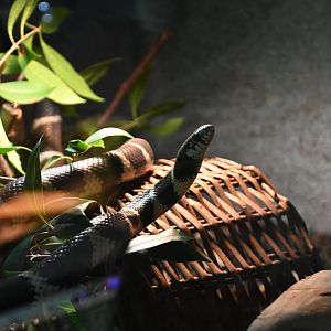 California kingsnake (Lampropeltis californiae)