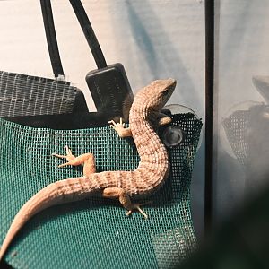 Southern alligator lizard (Elgaria multicarinata)