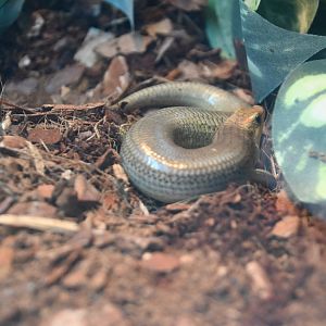 Gilbert's skink (Plestiodon gilberti)