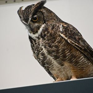 Great horned owl (Bubo virginianus)