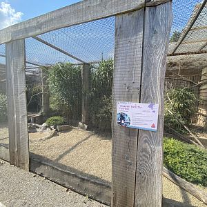 Visayan tarictic hornbill aviary