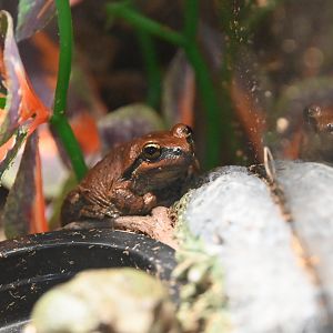 Pacific tree frog (Pseudacris regilla)