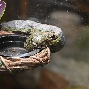 Pacific tree frog (Pseudacris regilla)