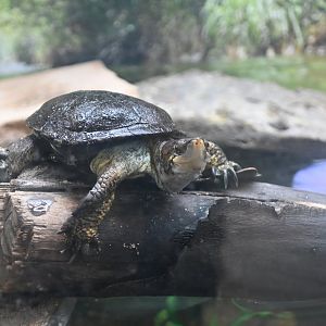 Western pond turtle (Actinemys marmorata)