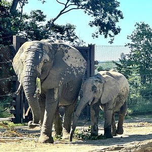 African Elephant-Omaha's Henry Doorly Zoo