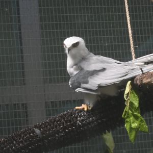 White-tailed kite (Elanus leucurus)
