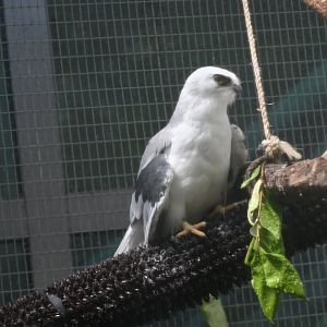 White-tailed kite (Elanus leucurus)