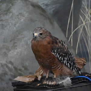Red-shouldered hawk (Buteo lineatus)