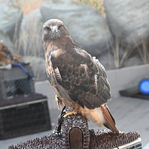 Red-tailed hawk (Buteo jamaicensis)