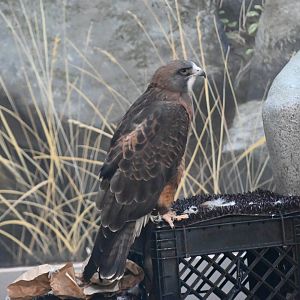 Swainson's hawk (Buteo swainsoni)