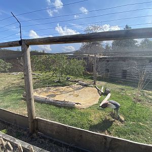 Crowned crane and weaver aviary