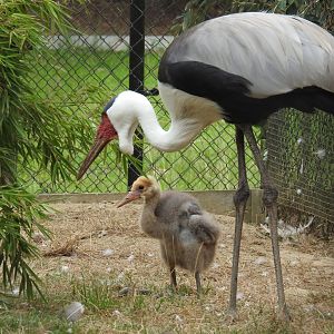 Bugeranus carunculatus