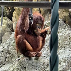 Bornean Orangutan-Omaha's Henry Doorly Zoo