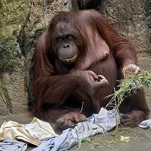 Bornean Orangutan-Omaha's Henry Doorly Zoo