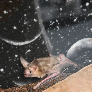 Pallid bat (Antrozous pallidus)