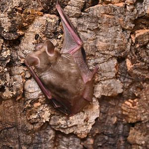 Pallid bat (Antrozous pallidus)