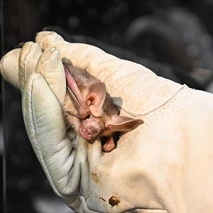 Pallid bat (Antrozous pallidus)