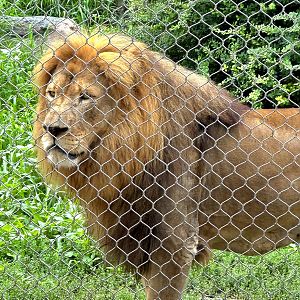 African Lion-Omaha's Henry Doorly Zoo