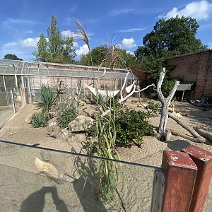 Meerkat enclosure