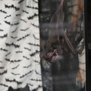Western mastiff bat (Eumops perotis)