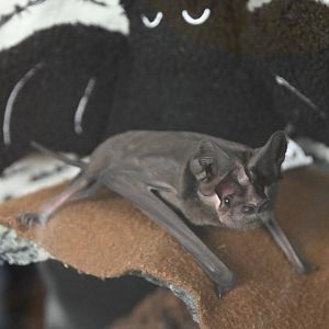 Western mastiff bat (Eumops perotis)