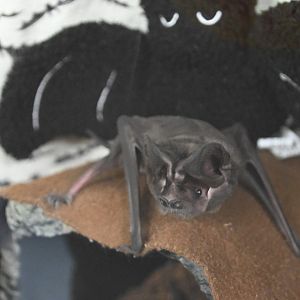 Western mastiff bat (Eumops perotis)